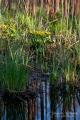 109_Biebrza - kwiecien 2011